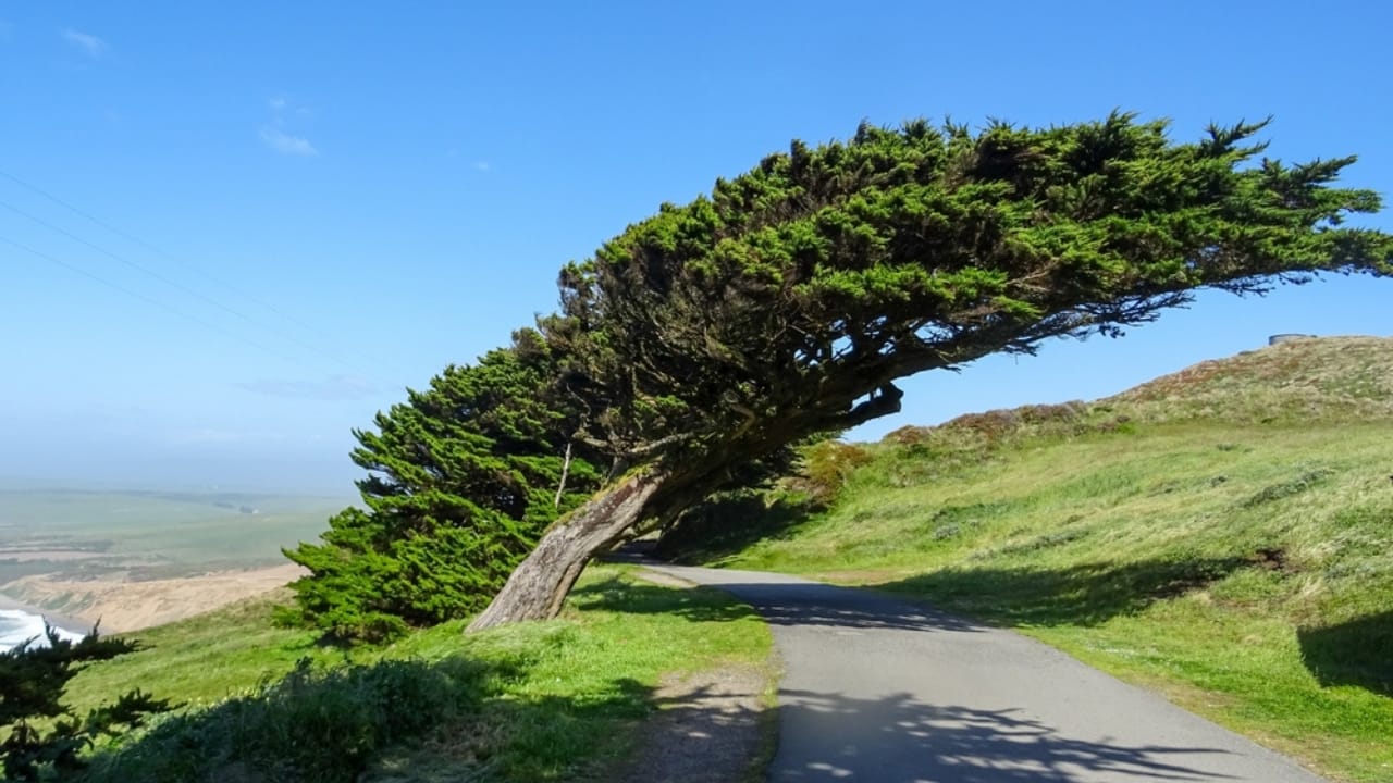 19 American Tree Species at Risk of Extinction 13 19 American Tree Species at Risk of Extinction - Bishop Pine ss2484395667 dpdgm