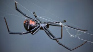 Identifying & Managing Black Widow Spiders in Your Home 1 Identifying & Managing Black Widow Spiders in Your Home - Black Widow Spider ss1097293484 degm