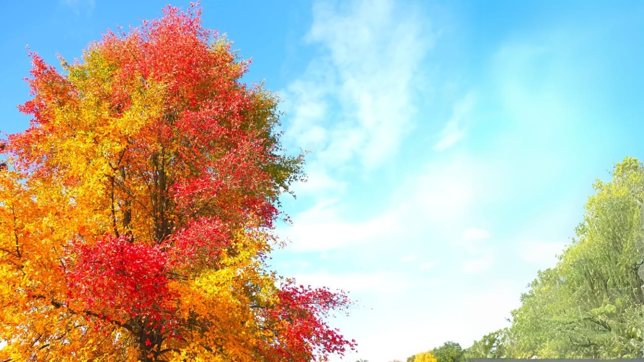 10 Stunning Trees for Vibrant Fall Colors & Greener Planet 5 10 Stunning Trees for Vibrant Fall Colors & Greener Planet - Black Tupelo Tree dp697605798 dnoh