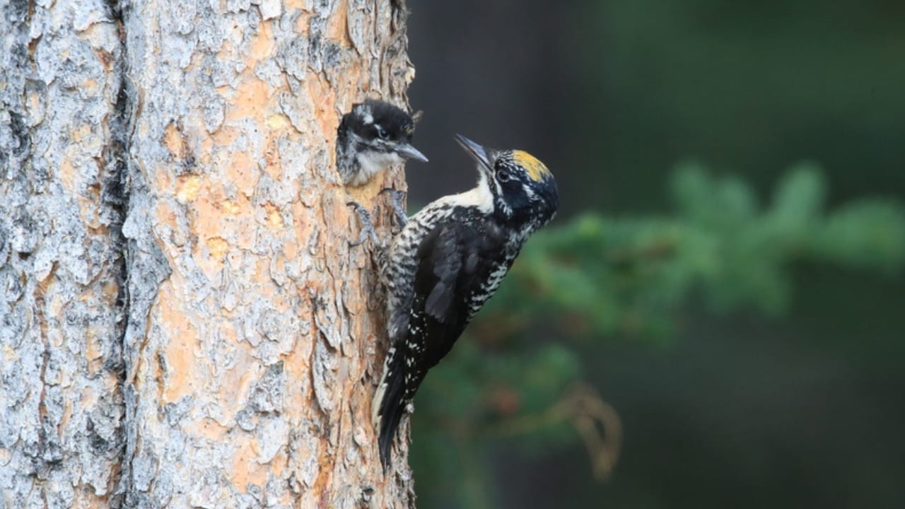 15 Must-Know Woodpeckers for Bird Watchers 7 15 Must-Know Woodpeckers for Bird Watchers - Black backed Woodpecker dp398561244 dnoh