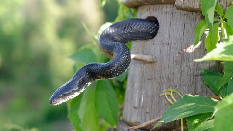 7 Smart Ways to Keep Snakes Away from Your Home 4 7 Smart Ways to Keep Snakes Away from Your Home - Black snake leaving birds nest box ss2008003112 adyh