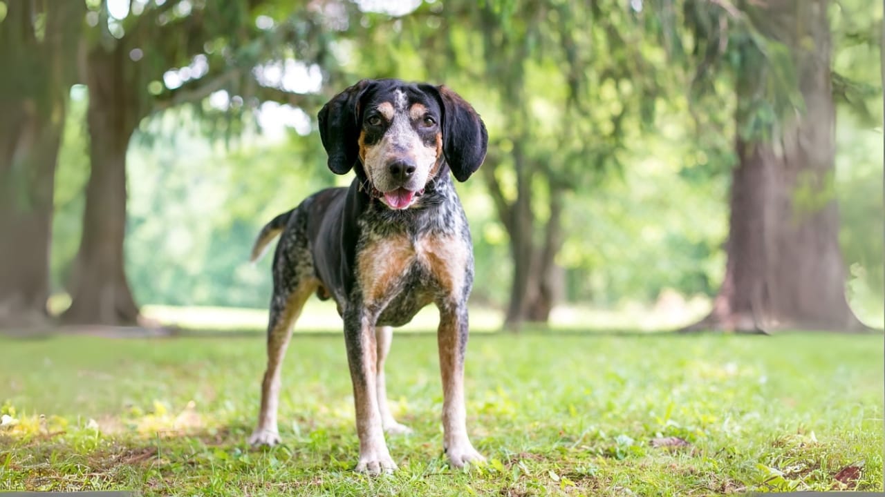 Meet the New Dog Breeds the AKC Has Recognized Since 2000 15 Meet the New Dog Breeds the AKC Has Recognized Since 2000 - Bluetick Coonhound ss1844038990 adyh