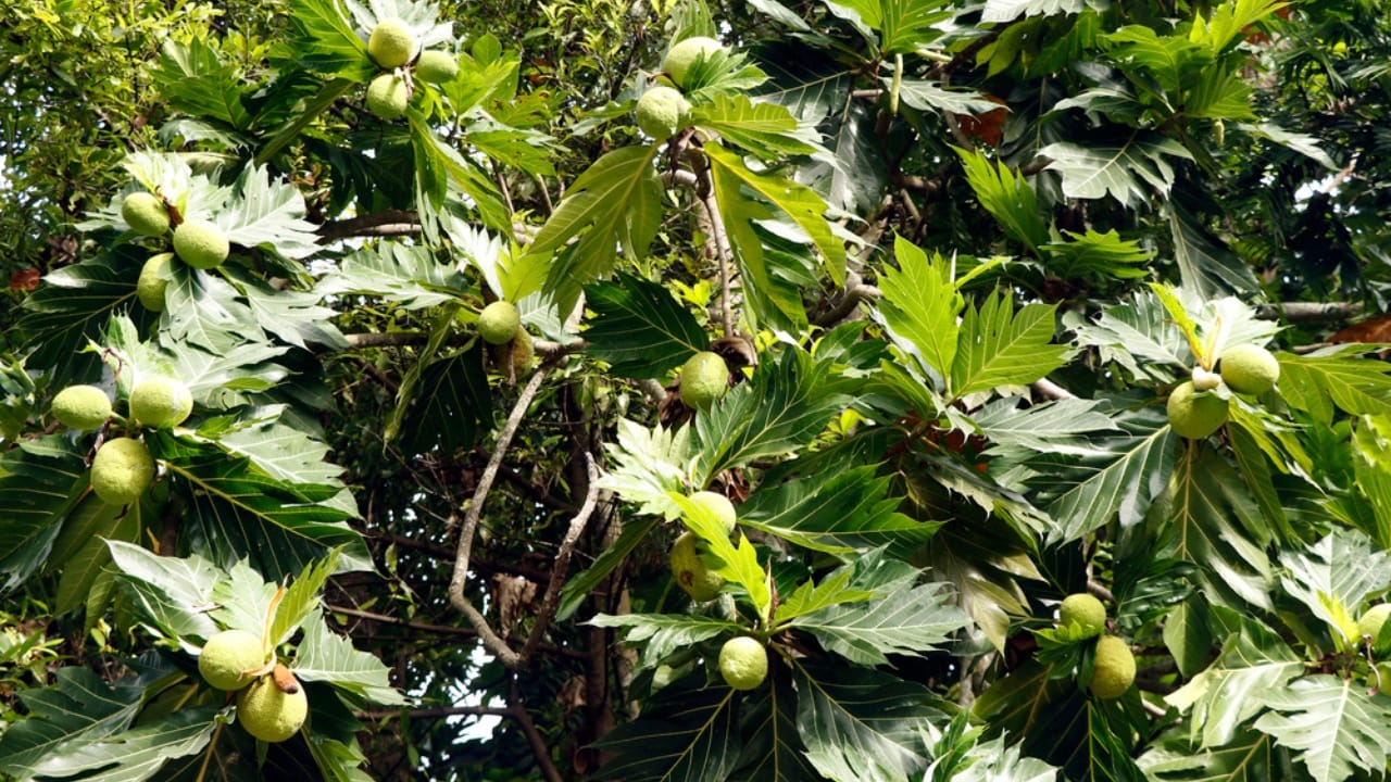 20 Trees That Could Be Your Lifeline in a Survival Situation 21 20 Trees That Could Be Your Lifeline in a Survival Situation - Breadfruit trees dp752645116 dnoh