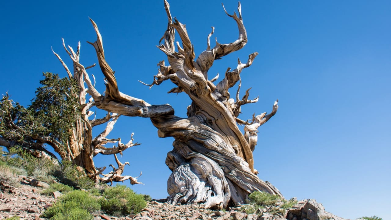 19 American Tree Species at Risk of Extinction 12 19 American Tree Species at Risk of Extinction - Bristlecone Pine dp233091410 dnoh