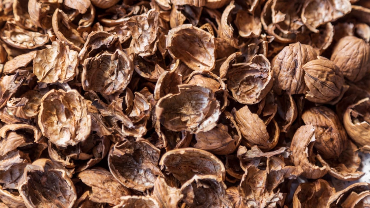 Don’t Toss Walnut Shells: Use Them to Supercharge Your Garden 3 Don’t Toss Walnut Shells: Use Them to Supercharge Your Garden - Broken walnut shells Pieces of shell fruits dp364537232 dnoh