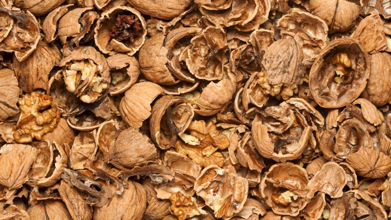 Don’t Toss Walnut Shells: Use Them to Supercharge Your Garden 2 Don’t Toss Walnut Shells: Use Them to Supercharge Your Garden - Broken walnut shells closeup for backgrounds dp532314232 dnoh