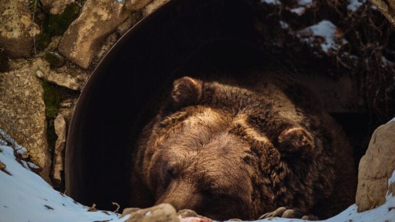 16 Animals That Thrive by Hibernating Through Winter 8 16 Animals That Thrive by Hibernating Through Winter - Brown bear sleeping ss1297766419 degm