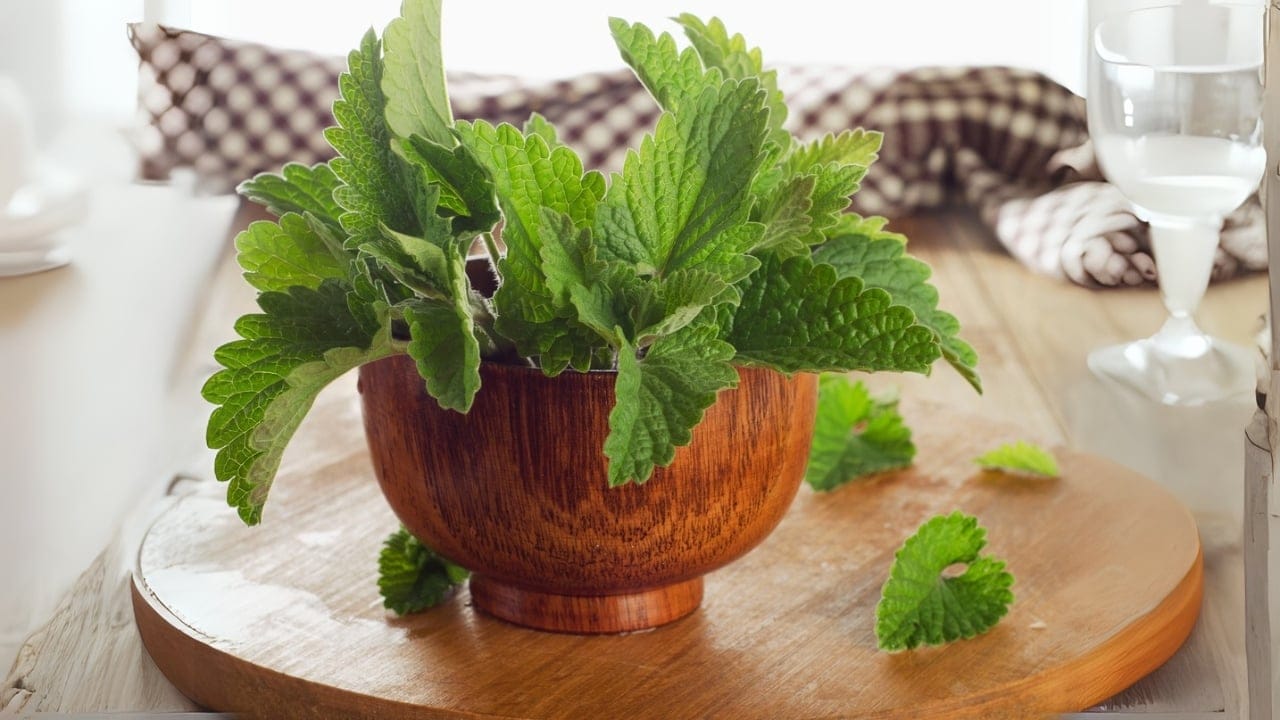 8 Reasons You Need a Peppermint Plant in Your Entryway 5 8 Reasons You Need a Peppermint Plant in Your Entryway - Bunch of Fresh mint leaves dp76842881 dnoh