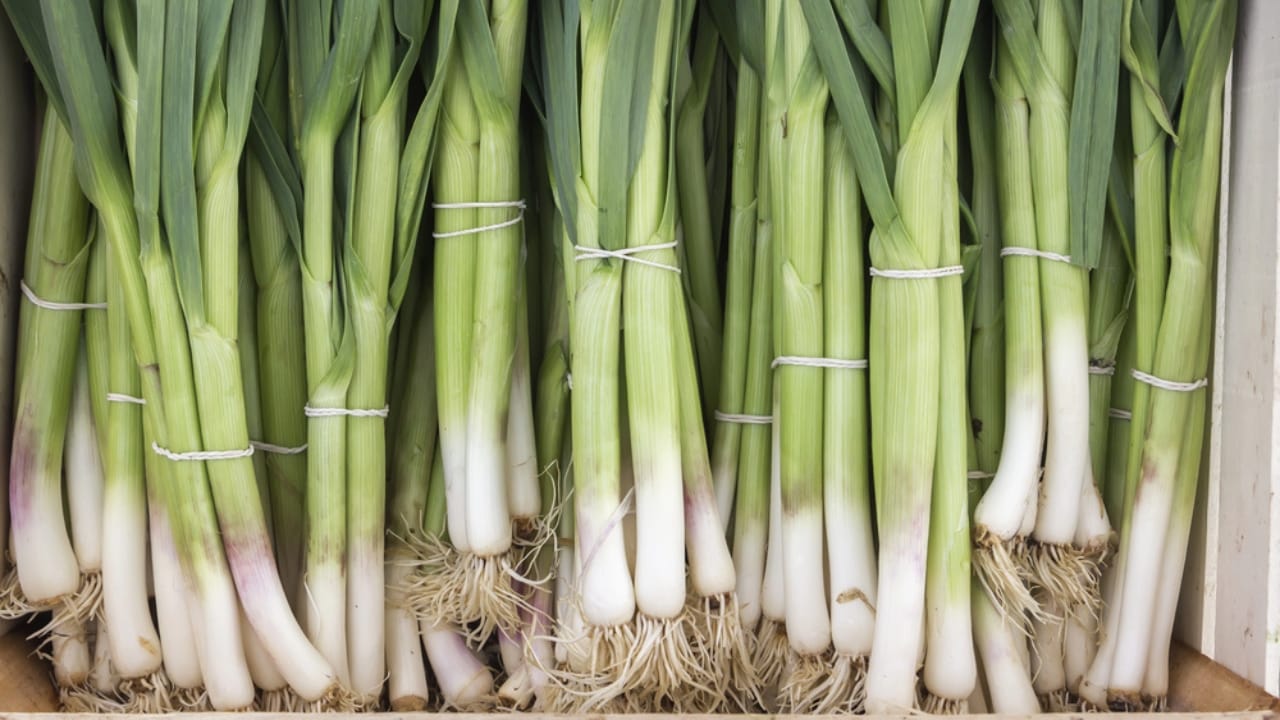Beat Spoilage: How to Keep Onions Fresh for Months - Bunch of young spring onions dp70419865 dnoh