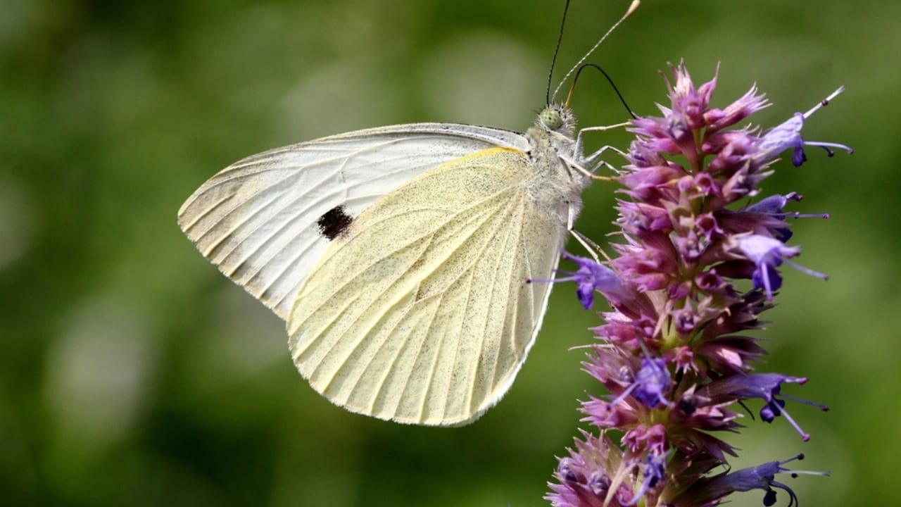 What a White Butterfly Crossing Your Path Really Means - Cabbage White butterfly ss382091788 dpdgm