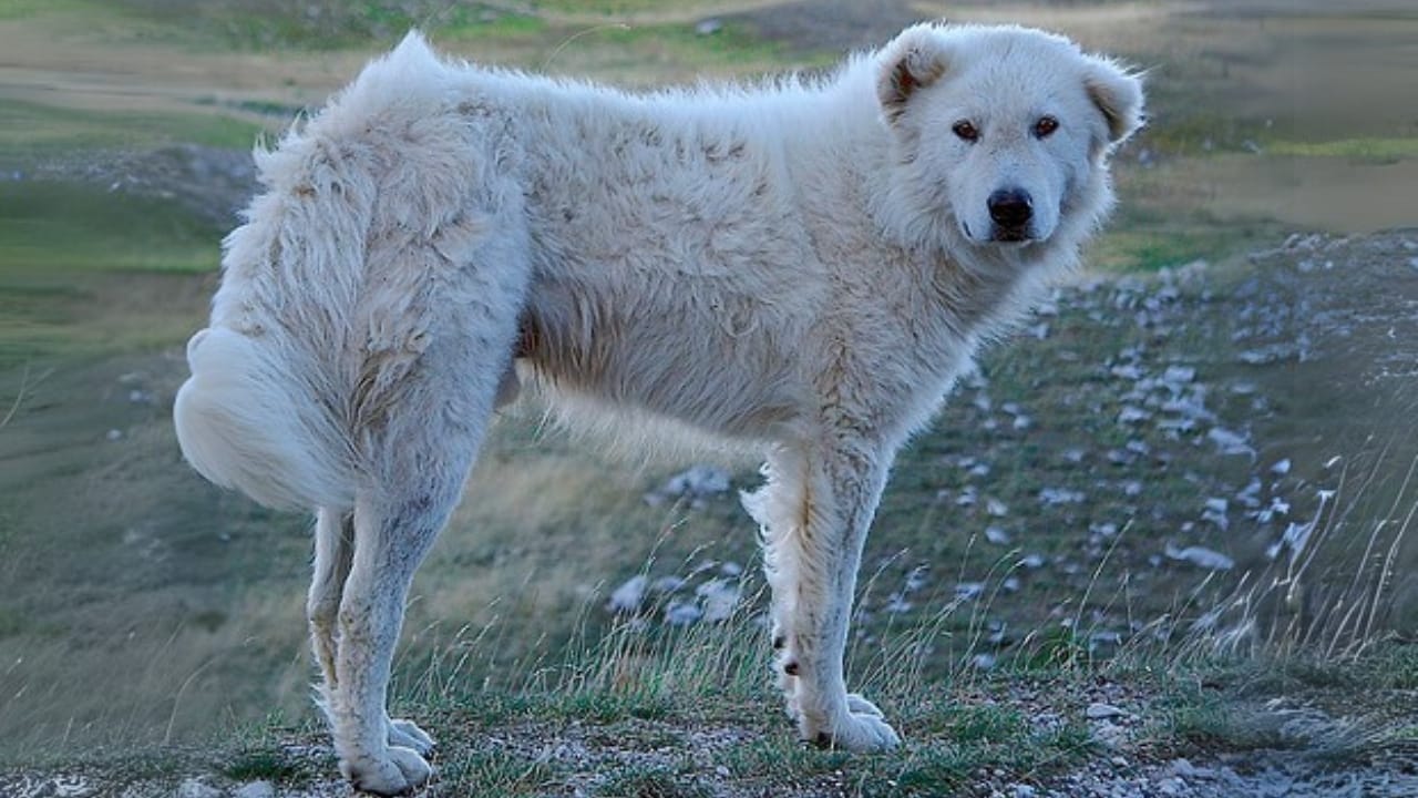 16 Mastiff Breeds That Prove Big Dogs Have Bigger Hearts - Cane Pastore Abruzzese Abruzzo wc