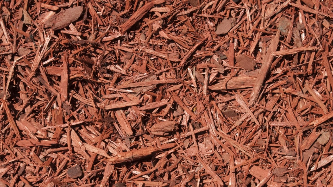 Identifying & Managing Black Widow Spiders in Your Home - Cedar Mulch dp20171087 dnoh