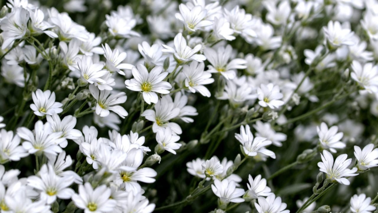 12 Walkable Ground Cover Plants to Create a Durable, Lush Lawn Alternative 10 12 Walkable Ground Cover Plants to Create a Durable, Lush Lawn Alternative - Cerastium tomentosum Snow in Summer dp599777620 dnoh