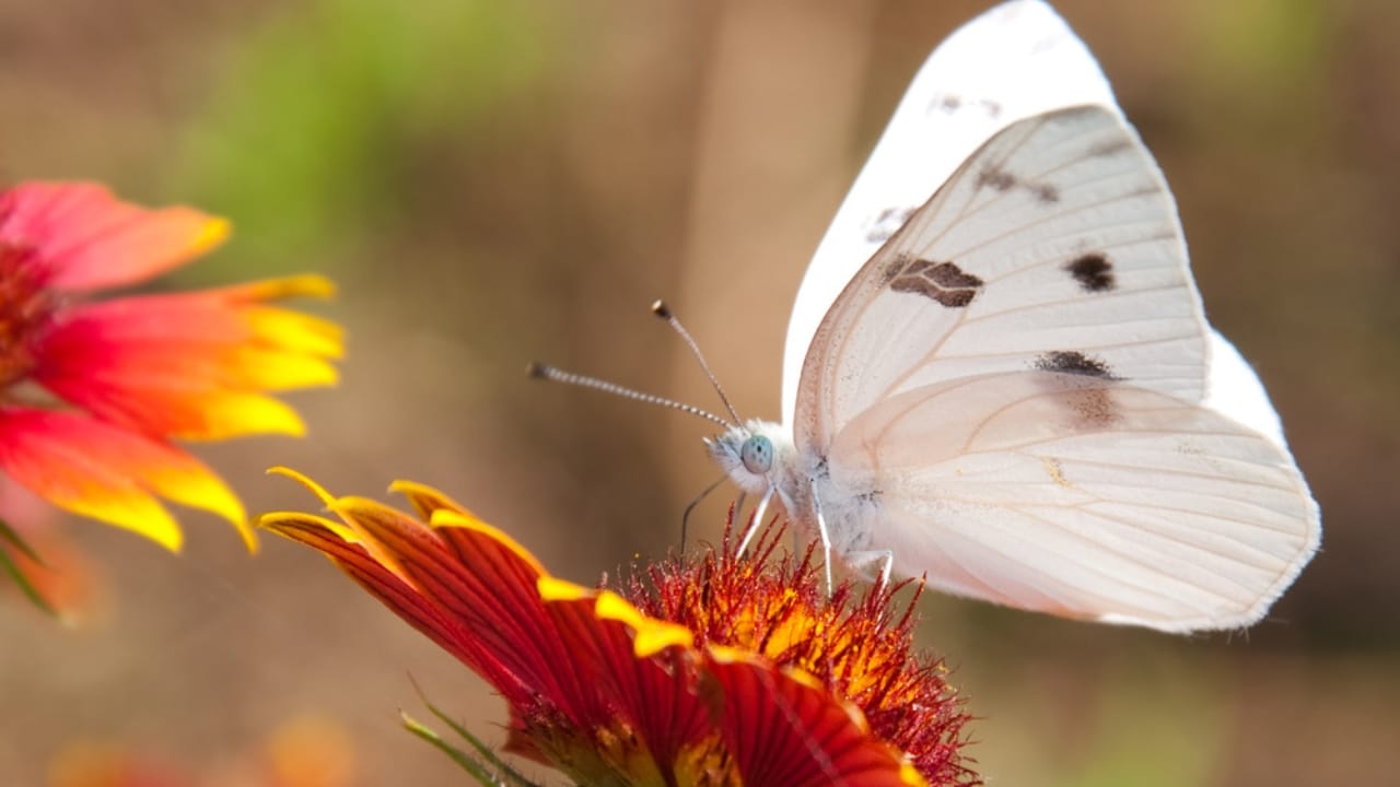 What a White Butterfly Crossing Your Path Really Means - Checkered White Butterfly ss58829776 dpdgm