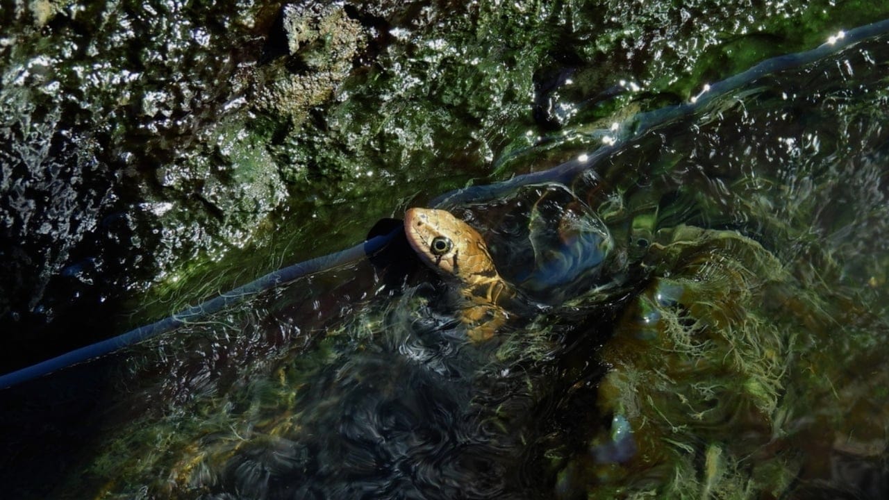 13 Ways Your Home Could Be Inviting Snakes Inside 8 13 Ways Your Home Could Be Inviting Snakes Inside - Checkered keelback snake ss2490216383 adyh