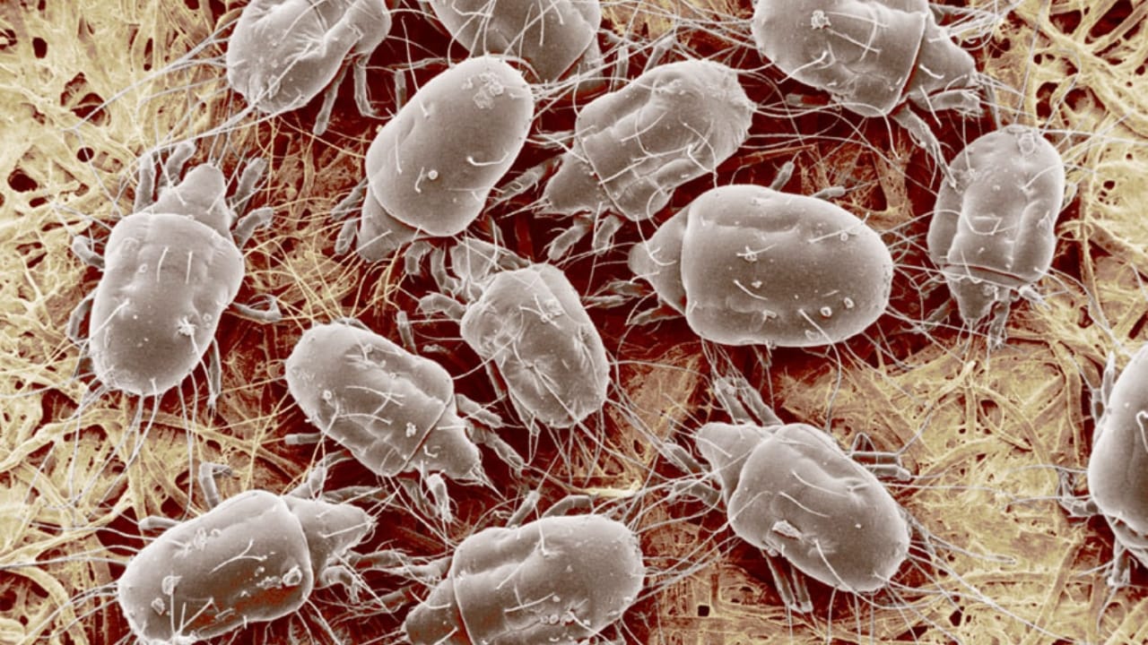 Mold Mites Invade Bathrooms: How to Fight Back - Cheese mite Tyrophagus putrescentiae mold mites wc