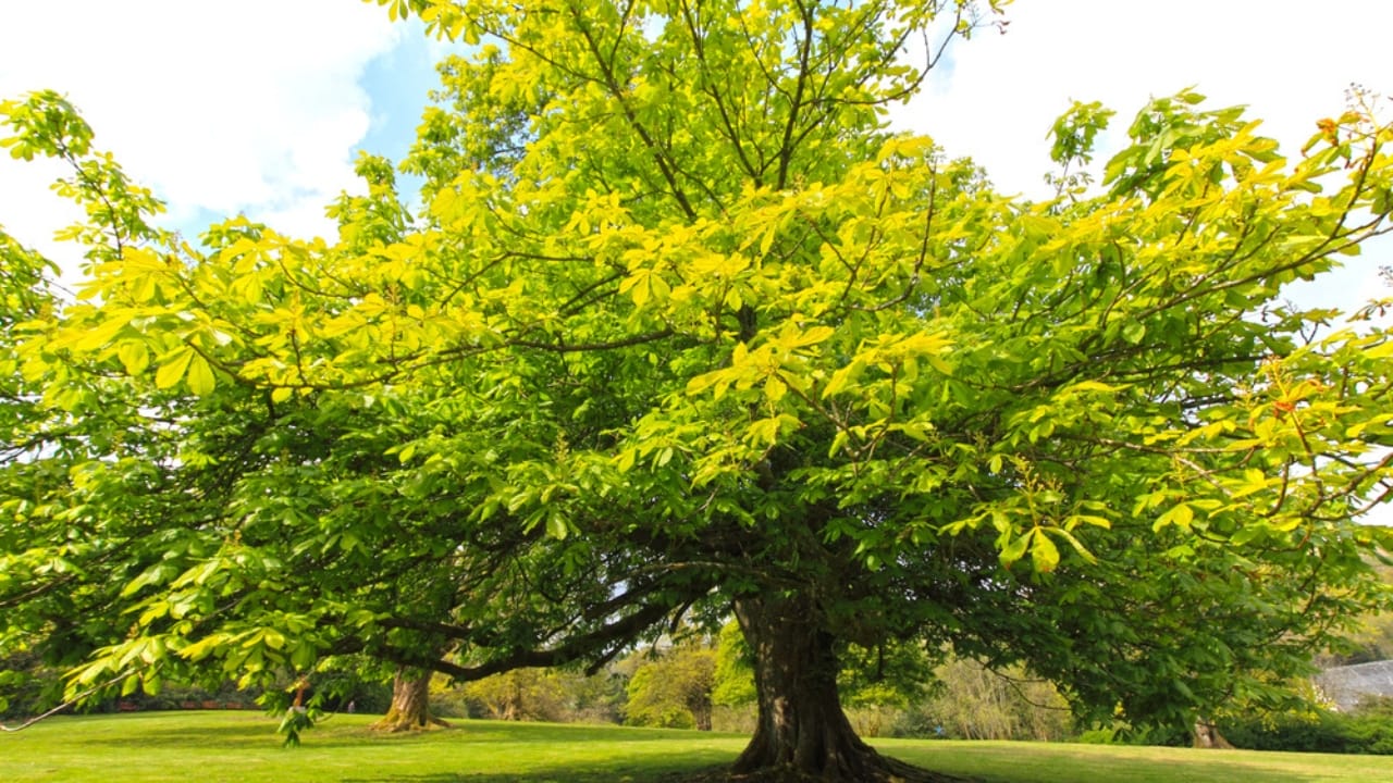 20 Trees That Could Be Your Lifeline in a Survival Situation 9 20 Trees That Could Be Your Lifeline in a Survival Situation - Chestnut tree dp19819553 dnoh