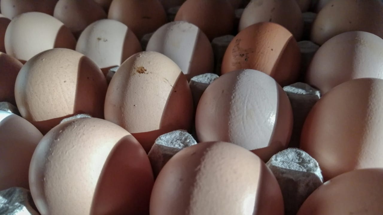 22 Egg Storage Hacks That Actually Work - Chicken eggs in cardboard rack dp281000736 dnoh