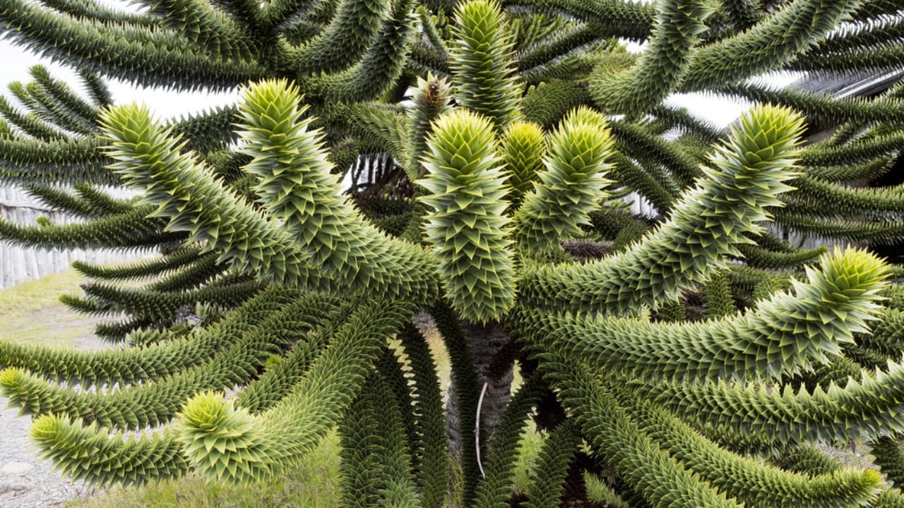 19 American Tree Species at Risk of Extinction 17 19 American Tree Species at Risk of Extinction - Chilean Monkey Puzzle tree dp217470354 dnoh