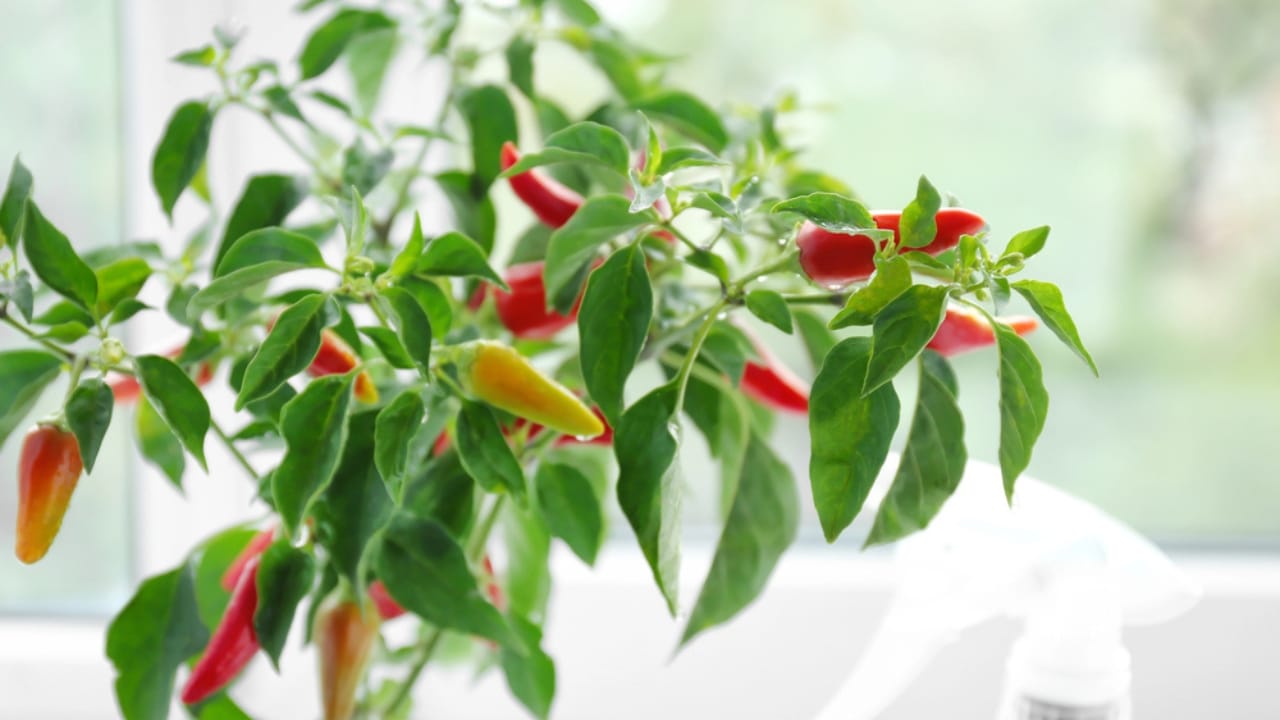 Pepper Plants That Last for Years? Here’s How to Do It - Chili pepper bush near window dp170714328 dnoh