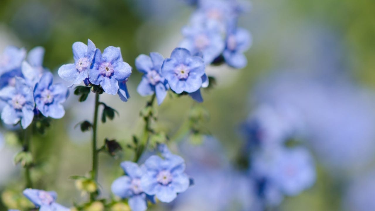 Grow Big, Spend Small: 15 Low-Cost Flowers for Your Garden 16 Grow Big, Spend Small: 15 Low-Cost Flowers for Your Garden - Chinese Forget Me Not flowers ss371341813 adyh
