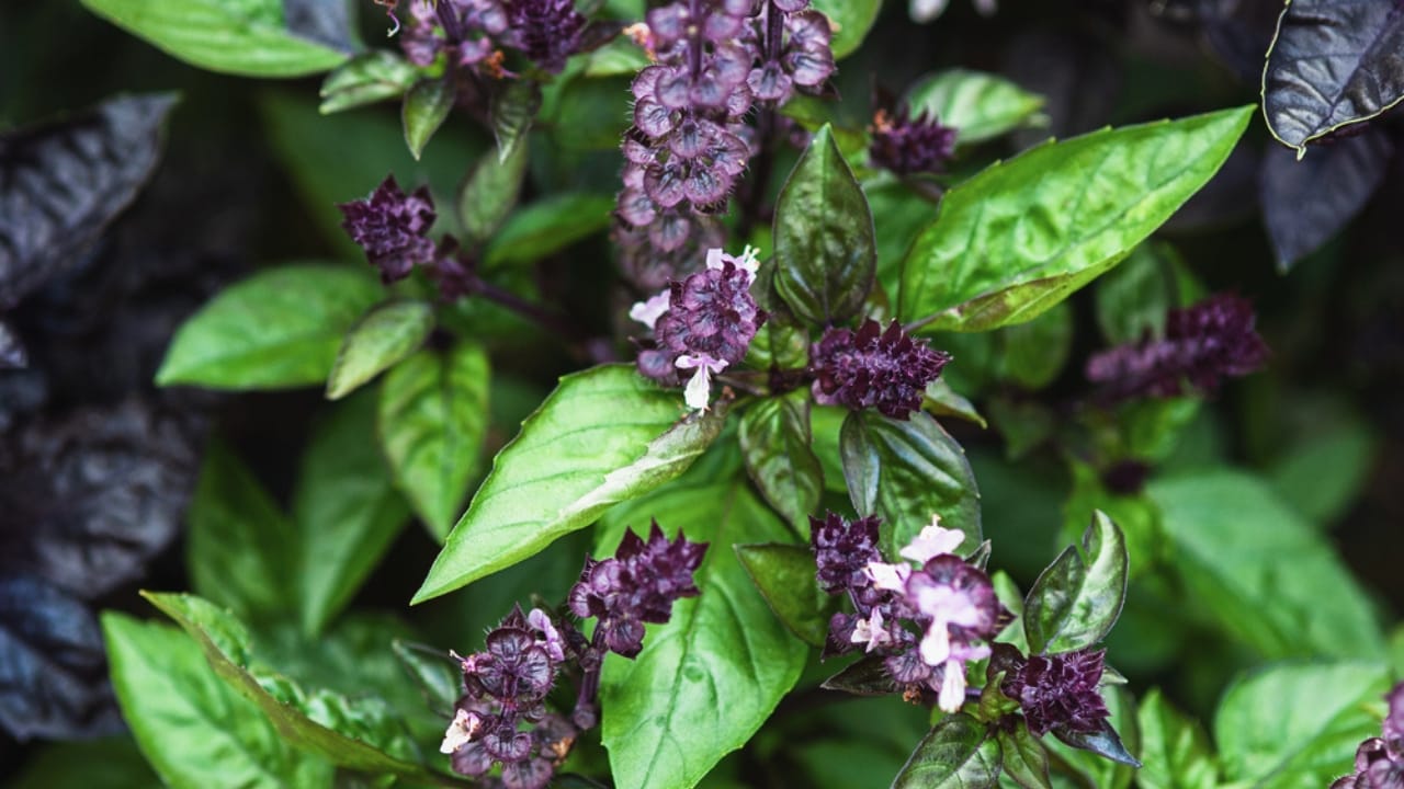 15 Plants Perfect for Starting Your Homegrown Tea Garden 10 15 Plants Perfect for Starting Your Homegrown Tea Garden - Cinnamon Basil dp 547878726 dnoh