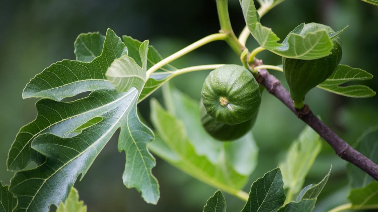 Grow Juicy Figs That Last Decades: 13 Steps to Start Now 8 Grow Juicy Figs That Last Decades: 13 Steps to Start Now - Closeup of green fruits in fig tree branch dp380939028 dnoh