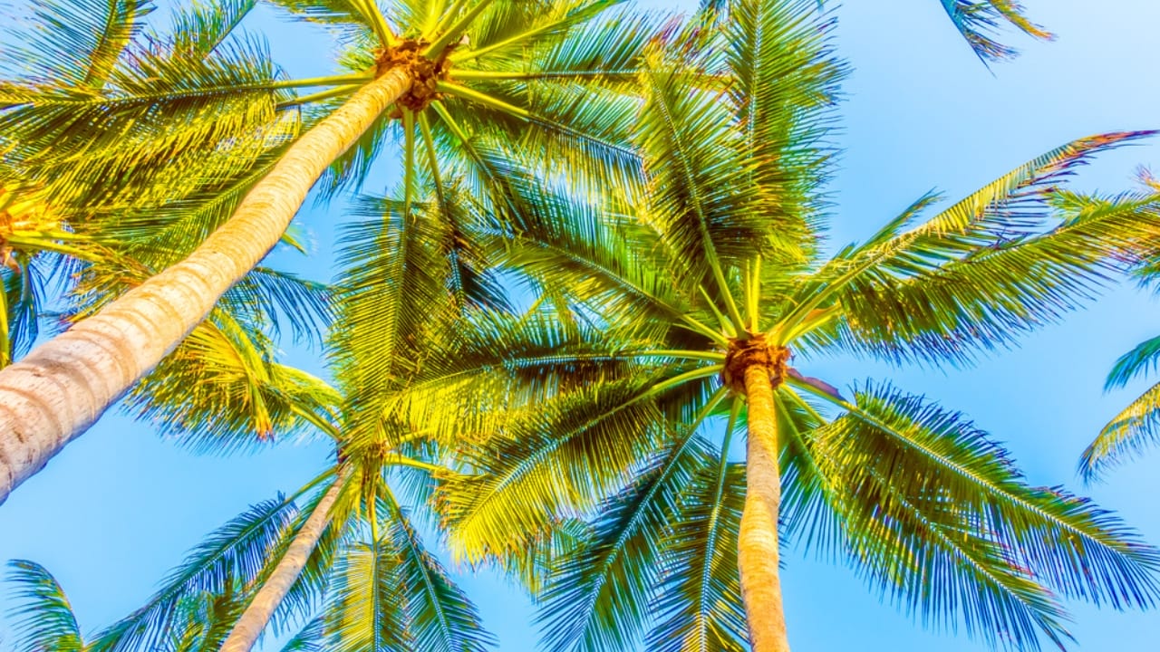 20 Trees That Could Be Your Lifeline in a Survival Situation 20 20 Trees That Could Be Your Lifeline in a Survival Situation - Coconut Palm trees dp107234994 dnoh