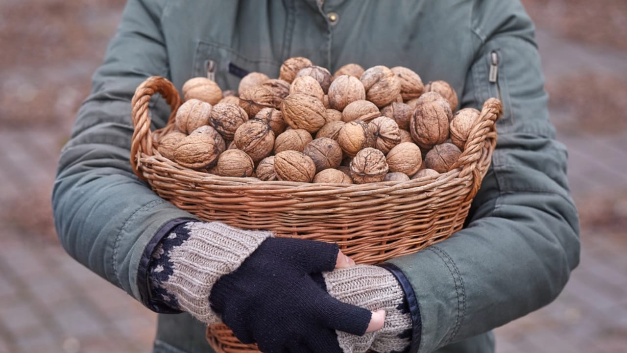 Don’t Toss Walnut Shells: Use Them to Supercharge Your Garden 7 Don’t Toss Walnut Shells: Use Them to Supercharge Your Garden - Collecting walnuts in a basket dp219118070 dnoh