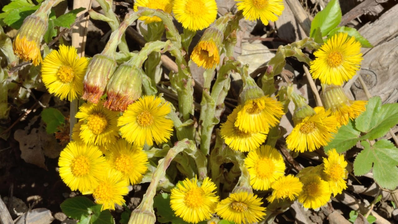 The 13 Plants That Powered Wartime Medicine in Two World Wars 13 The 13 Plants That Powered Wartime Medicine in Two World Wars - Coltsfoot plants dp194267532 dnoh