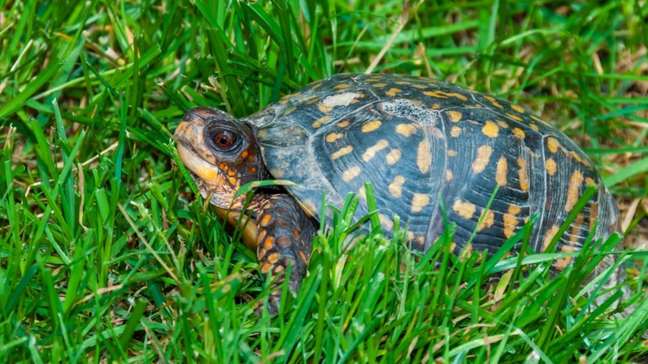 16 Animals That Thrive by Hibernating Through Winter 17 16 Animals That Thrive by Hibernating Through Winter -