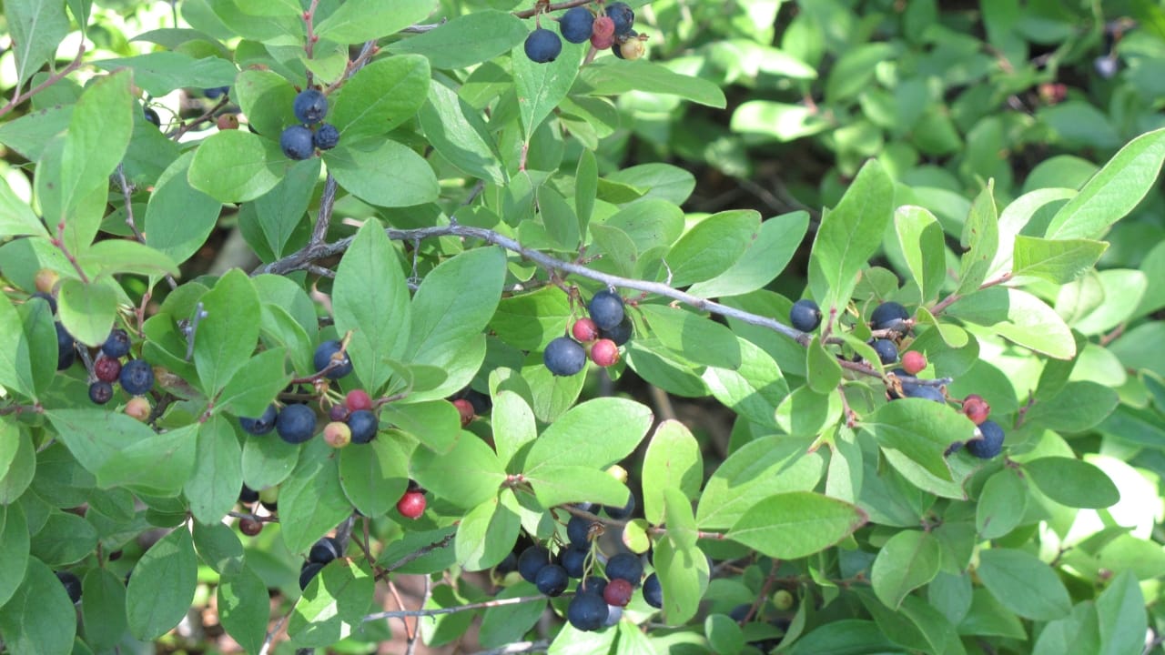 14 Native Berries to Grow for Flavor, Health & Easy Gardening 15 14 Native Berries to Grow for Flavor, Health & Easy Gardening - Common Huckleberry Gaylussacia baccata wc