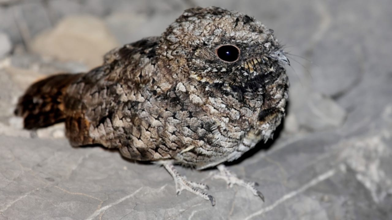 16 Animals That Thrive by Hibernating Through Winter 12 16 Animals That Thrive by Hibernating Through Winter - Common Poorwill ss604185254 dnoh