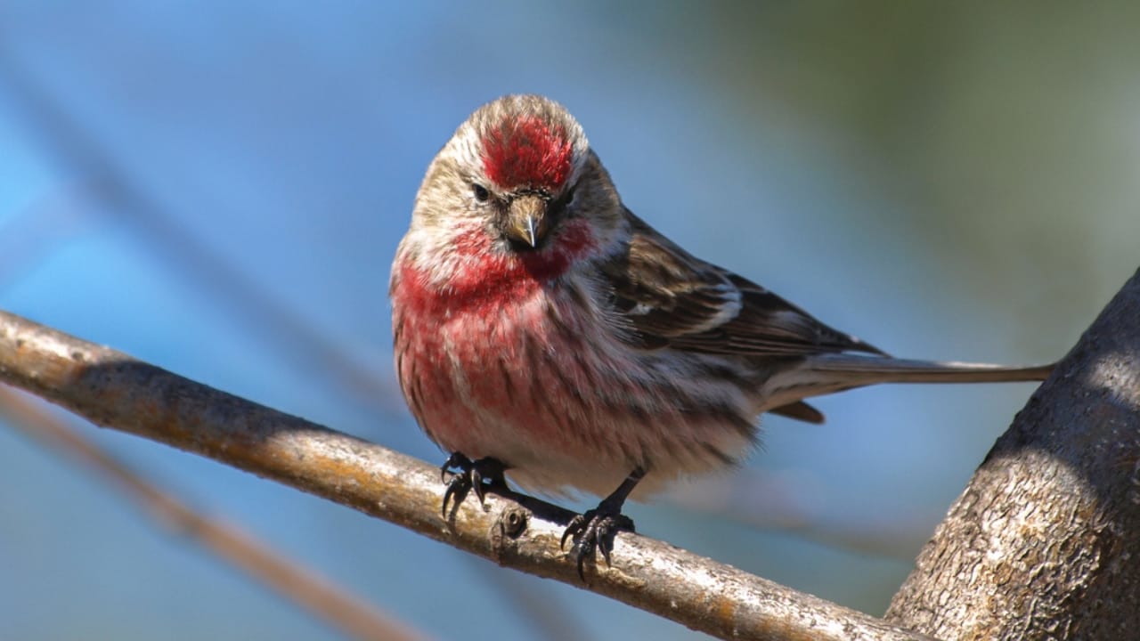 10 Red Birds to Brighten Your Backyard with Stunning Plumage 9 10 Red Birds to Brighten Your Backyard with Stunning Plumage - Common Redpoll dp331393818 dnoh