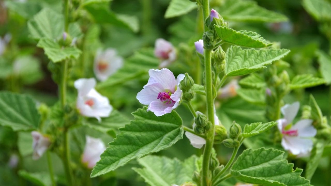 Healing in Your Backyard: 15 Medicinal Plants to Grow - Common marshmallow root herbs Althaea officinalis dp54970535 dnoh