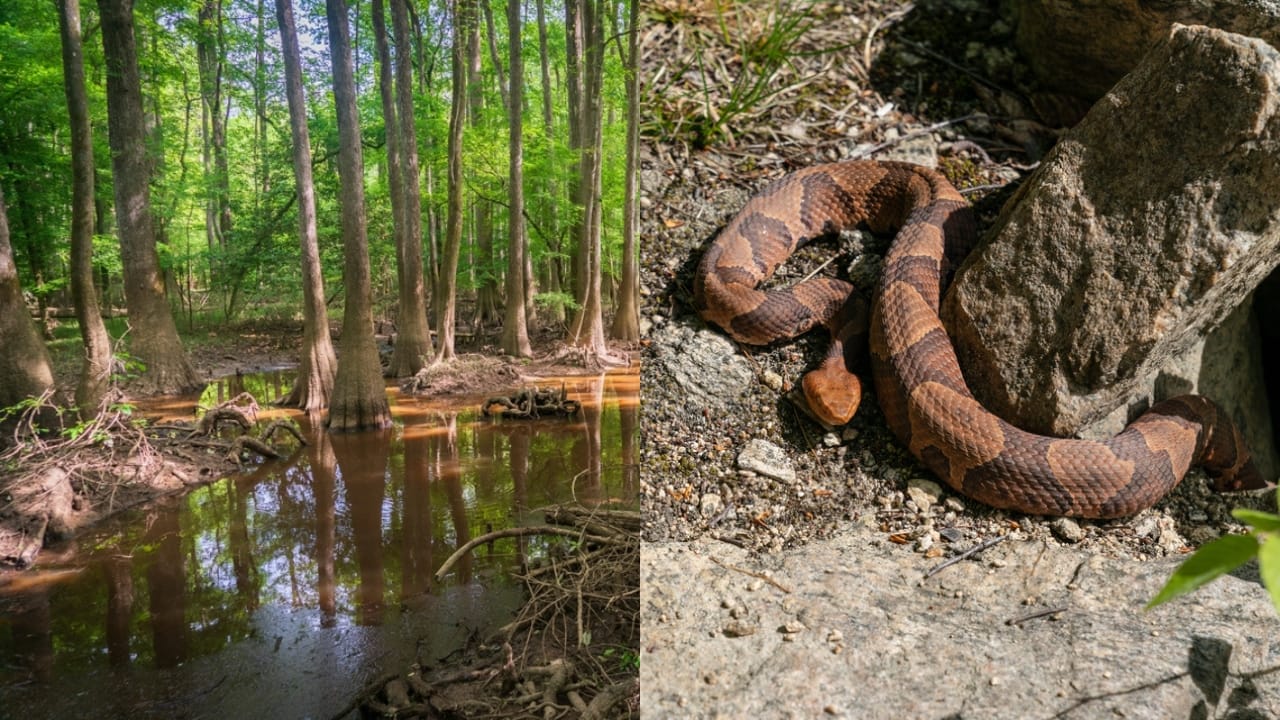 Copperhead Snake Hotspots: 25 States Where They Thrive 23 Copperhead Snake Hotspots: 25 States Where They Thrive - Congaree National Park ss2301298671 adyh Copperhead snake ss1733949755 adyh