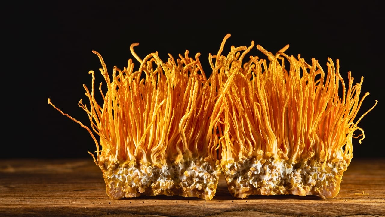 Caterpillar Fungus May Hold the Secret to Fighting Cancer 6 Caterpillar Fungus May Hold the Secret to Fighting Cancer - Cordyceps militaris mushrooms ss2160246379degm