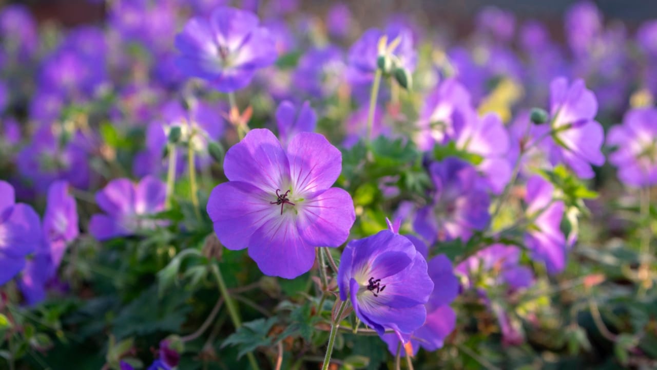 Say Goodbye to Grass: Grow Hardy Geraniums for a Beautiful Perennial Ground Cover - Cranesbills group of flowers dp301043298 dnoh