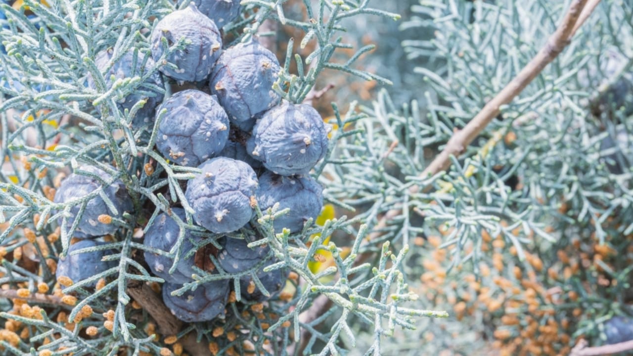 19 American Tree Species at Risk of Extinction 14 19 American Tree Species at Risk of Extinction - Cuyamaca Cypress ss2273768709 dpdgm