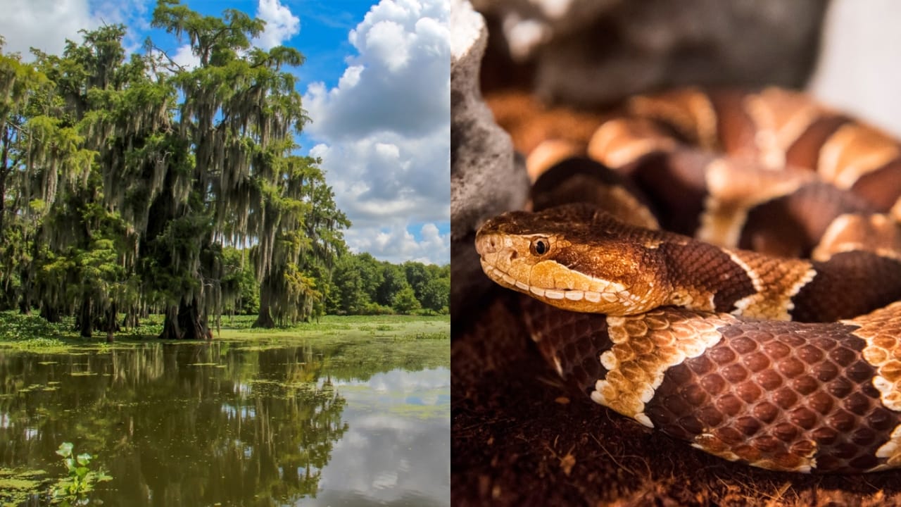 Copperhead Snake Hotspots: 25 States Where They Thrive 12 Copperhead Snake Hotspots: 25 States Where They Thrive - Cypress Lake Louisiana ss2490563361 adyh Copperhead Viper Snake ss1165572520 adyh