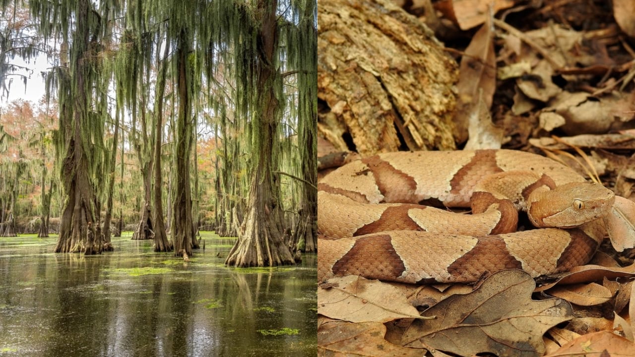 Copperhead Snake Hotspots: 25 States Where They Thrive 25 Copperhead Snake Hotspots: 25 States Where They Thrive -