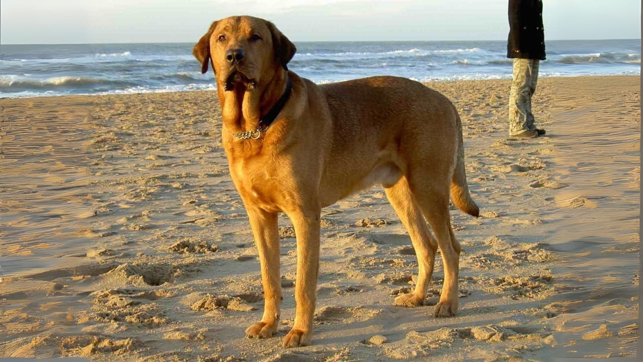 16 Mastiff Breeds That Prove Big Dogs Have Bigger Hearts - Danish Mastiff Broholmer wc