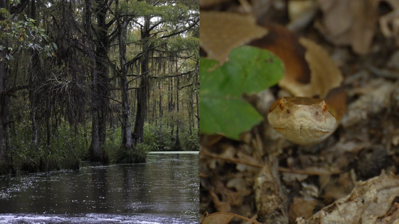 Copperhead Snake Hotspots: 25 States Where They Thrive 15 Copperhead Snake Hotspots: 25 States Where They Thrive - Dark swamp wetlands ss1954138540 adyh Copperhead snake ss2476217991 adyh