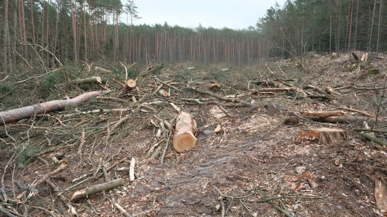 Carnivore Diet Under Fire: What Science Says About the Trend 7 Carnivore Diet Under Fire: What Science Says About the Trend - Deforestation environmental problem dp563104742 dnoh