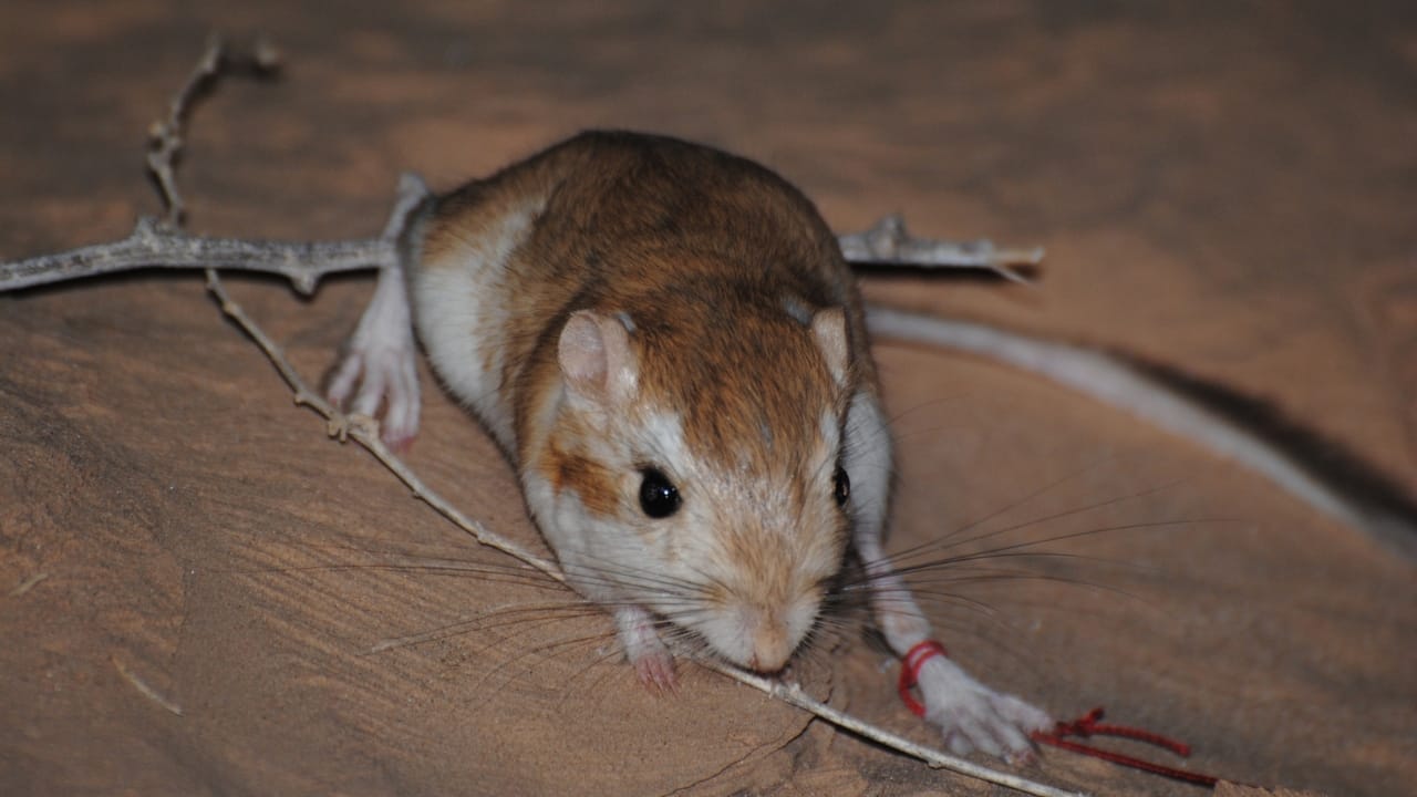 15 Mammals Thriving Where Few Can Survive 9 15 Mammals Thriving Where Few Can Survive - Desert Kangaroo Rat wc
