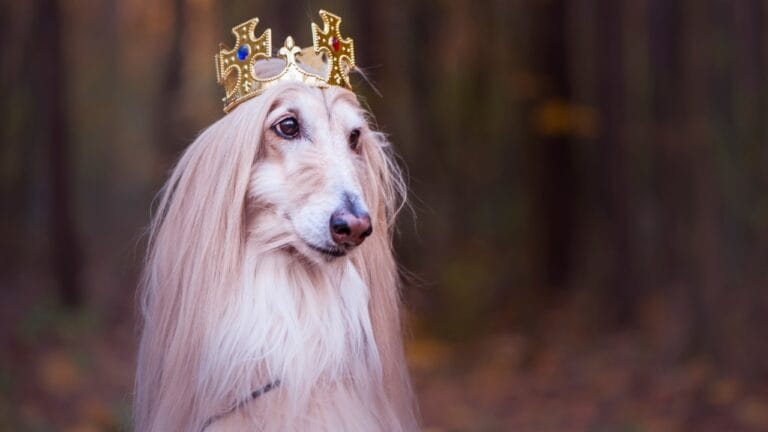 10 Dog Breeds That Look Like Creatures from Folklore 4 10 Dog Breeds That Look Like Creatures from Folklore - Dog in the crown afghan hound ss1230863818 degm