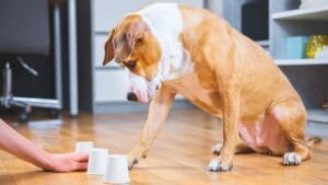 Meet the Brainiest Dog Breeds: 14 Canine Geniuses 1 Meet the Brainiest Dog Breeds: 14 Canine Geniuses - Dog playing the shell game ss1617533356degm