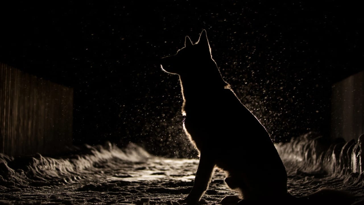 Can Dogs See Ghosts? The Truth Behind Their Eerie Instincts 4 Can Dogs See Ghosts? The Truth Behind Their Eerie Instincts - Dog silhouette in the headlights dp235679608 dnoh