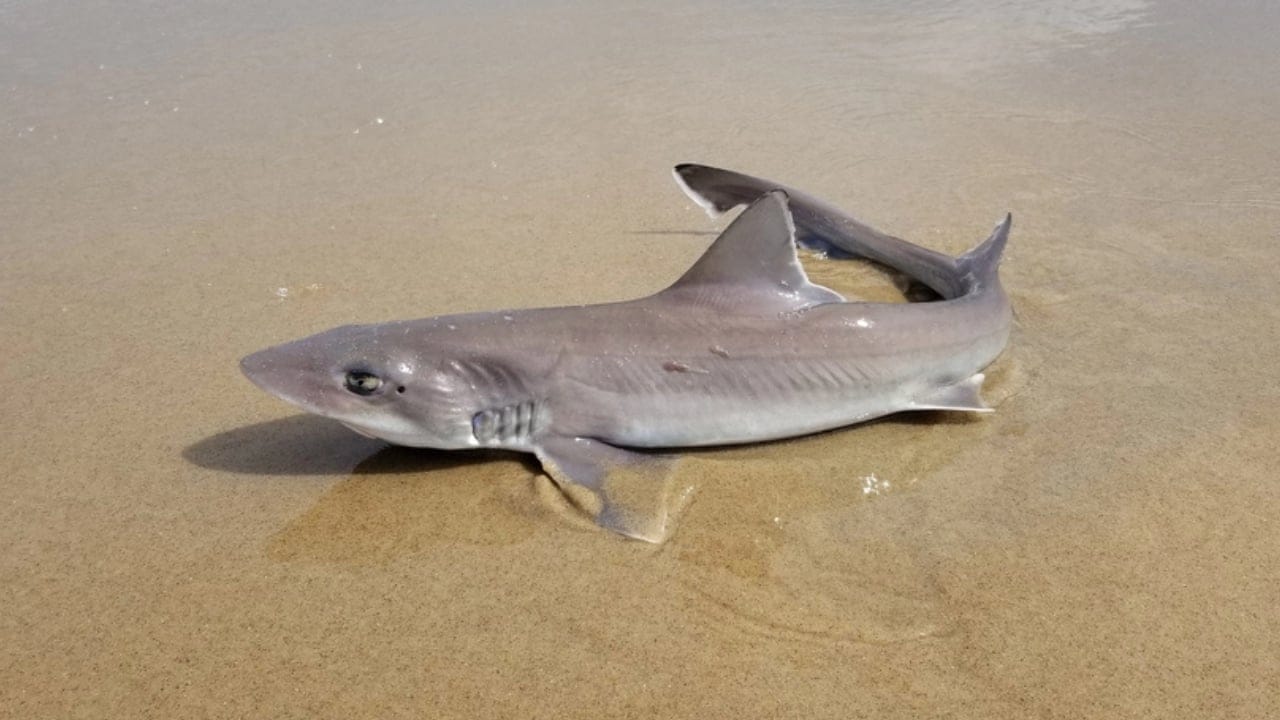 10 Animals with Healing Powers That Could Transform Medicine - Dogfish Shark dp569212722 dnoh