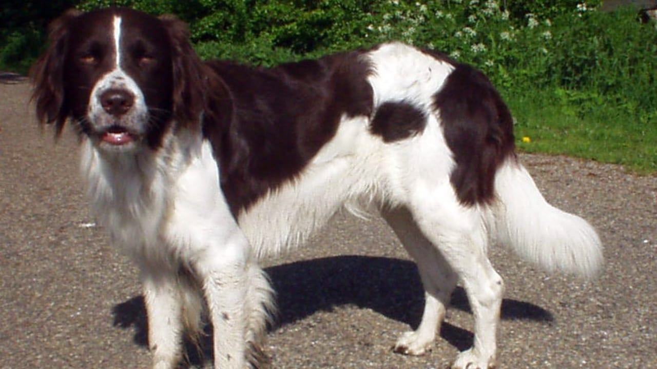 These Dogs Are Born Swimmers—and Your Perfect Water Buddies 33 These Dogs Are Born Swimmers—and Your Perfect Water Buddies - Drentsche Patrijshond wc